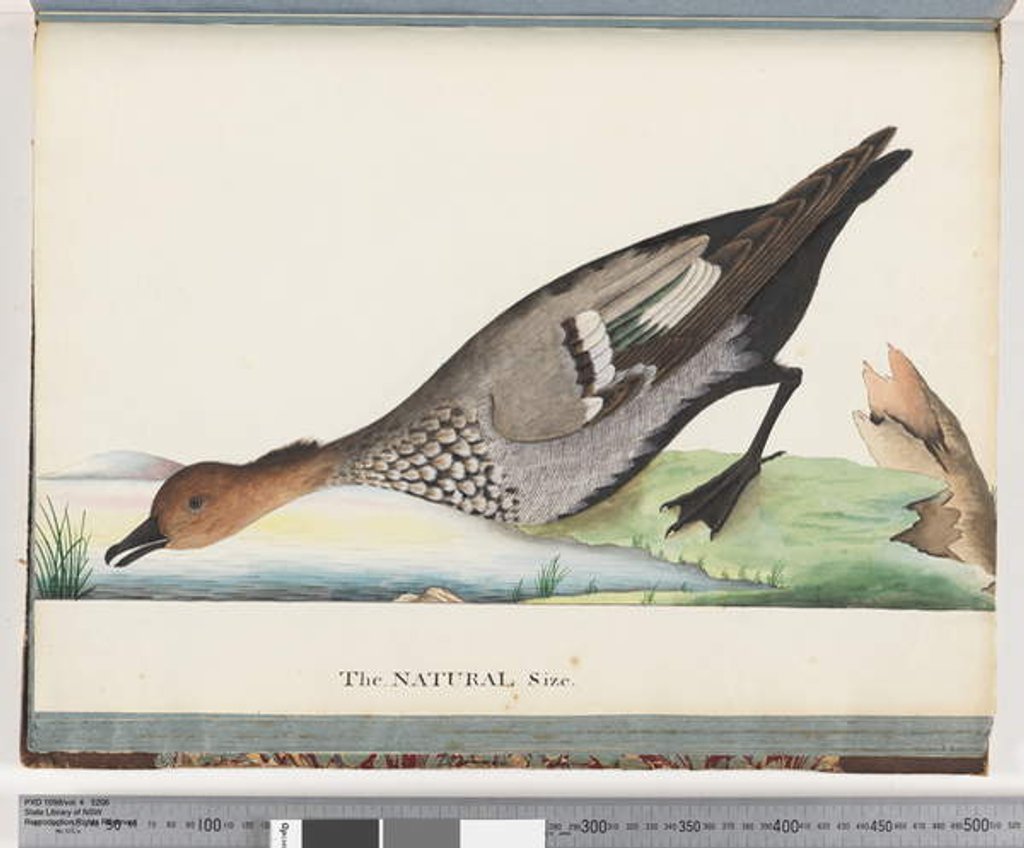 Detail of Page 88. Duck by Unknown artist