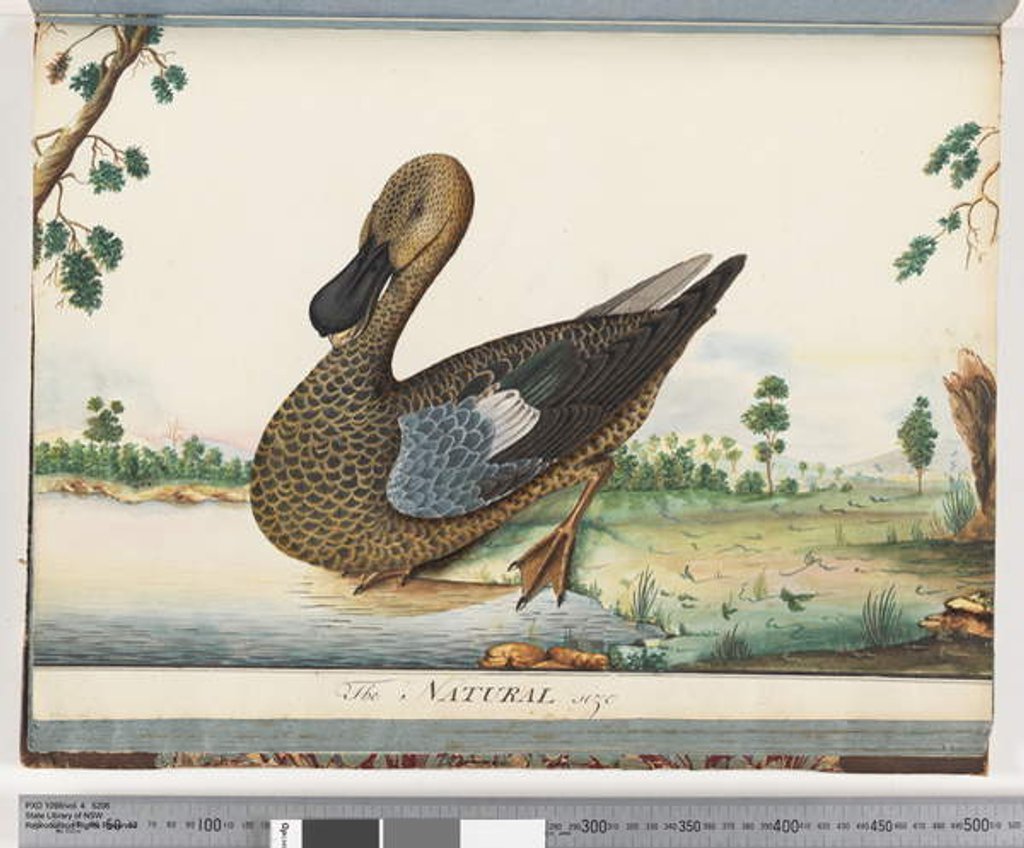 Detail of Page 89. Duck by Unknown artist