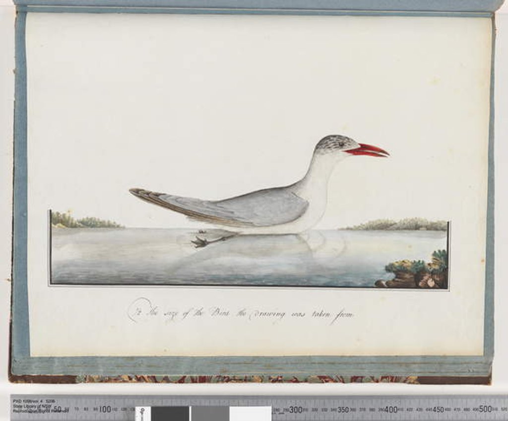 Detail of Page 90. Caspian Tern by Unknown artist