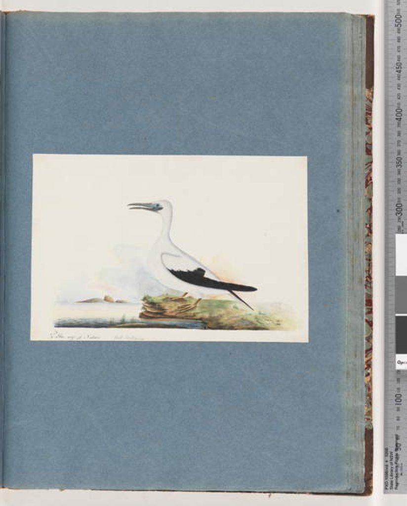 Detail of Page 91. Unidentified bird. Pel. borssanus by Unknown artist