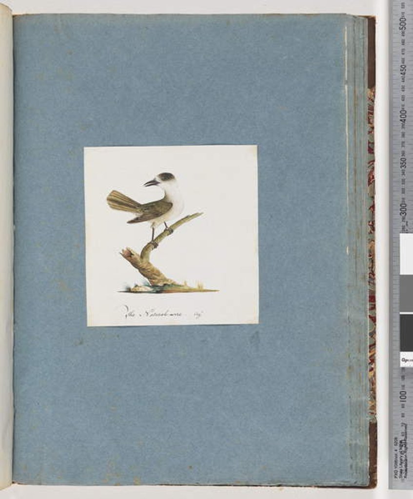 Detail of Page 93. Unidentified bird by Unknown artist