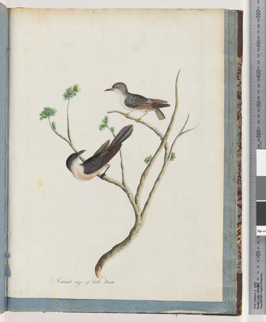 Detail of Page 94. Unidentified birds by Unknown artist