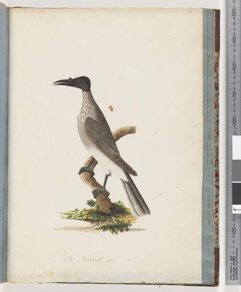 Detail of Page 95. Noisy Friarbird. Knob fronted Honeyeater by Unknown artist