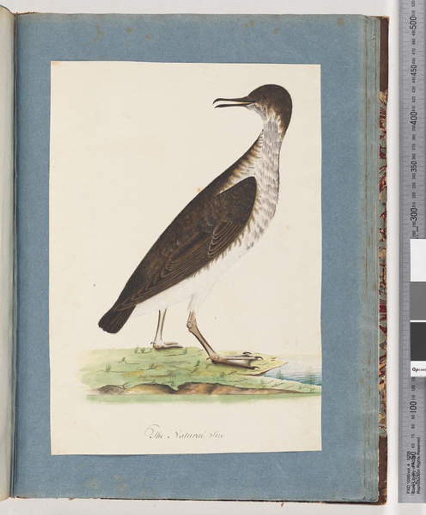 Detail of Page 96. Unidentified Bird by Unknown artist