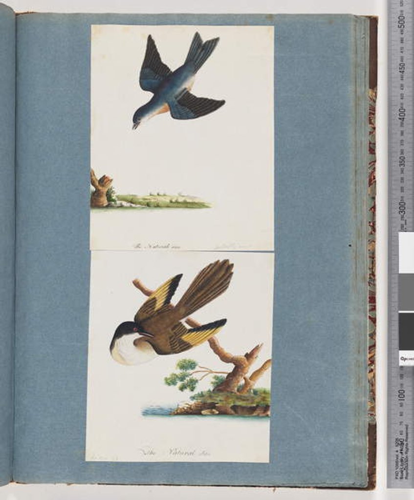 Detail of Page 97. Unidentified Birds by Unknown artist