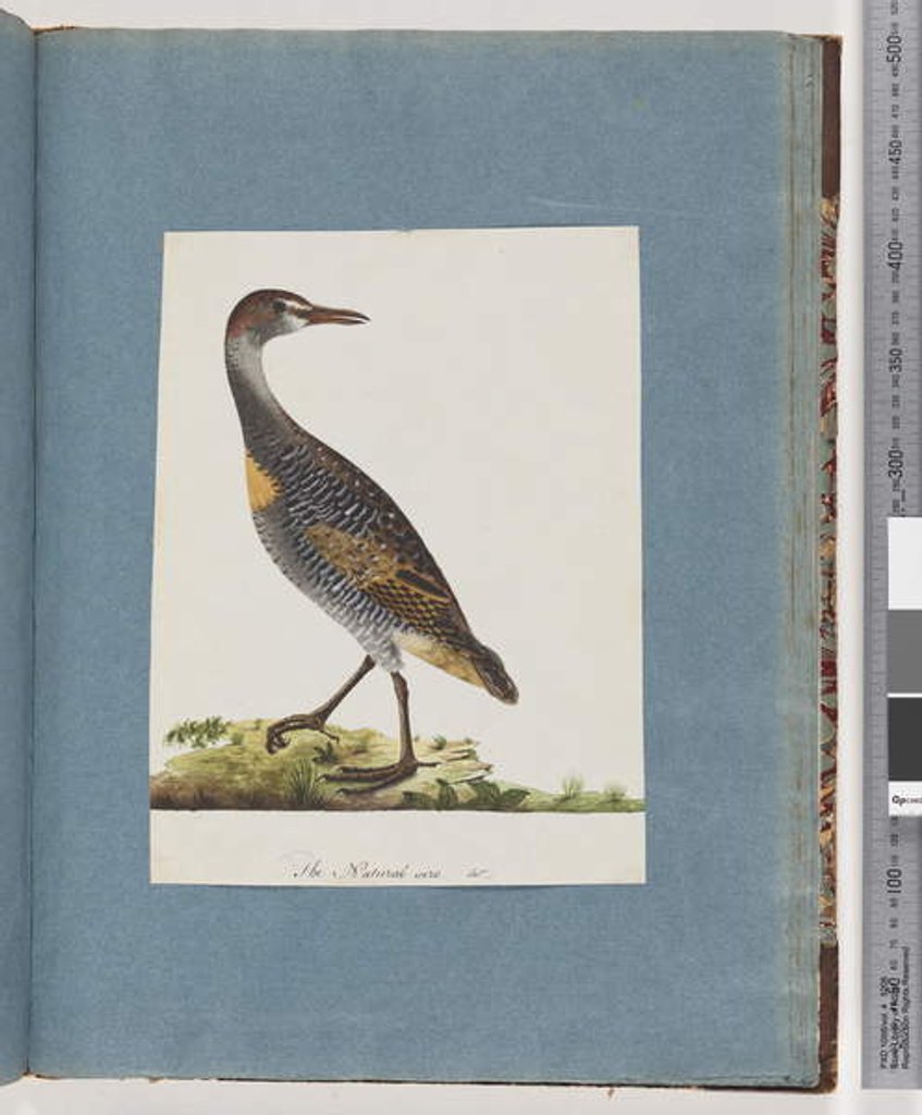 Detail of Page 99. Buff-banded Rail by Unknown artist