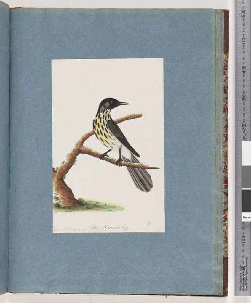 Detail of Page 100. New Holland Honeyeater. Certhia Novae Hollandiae by Unknown artist