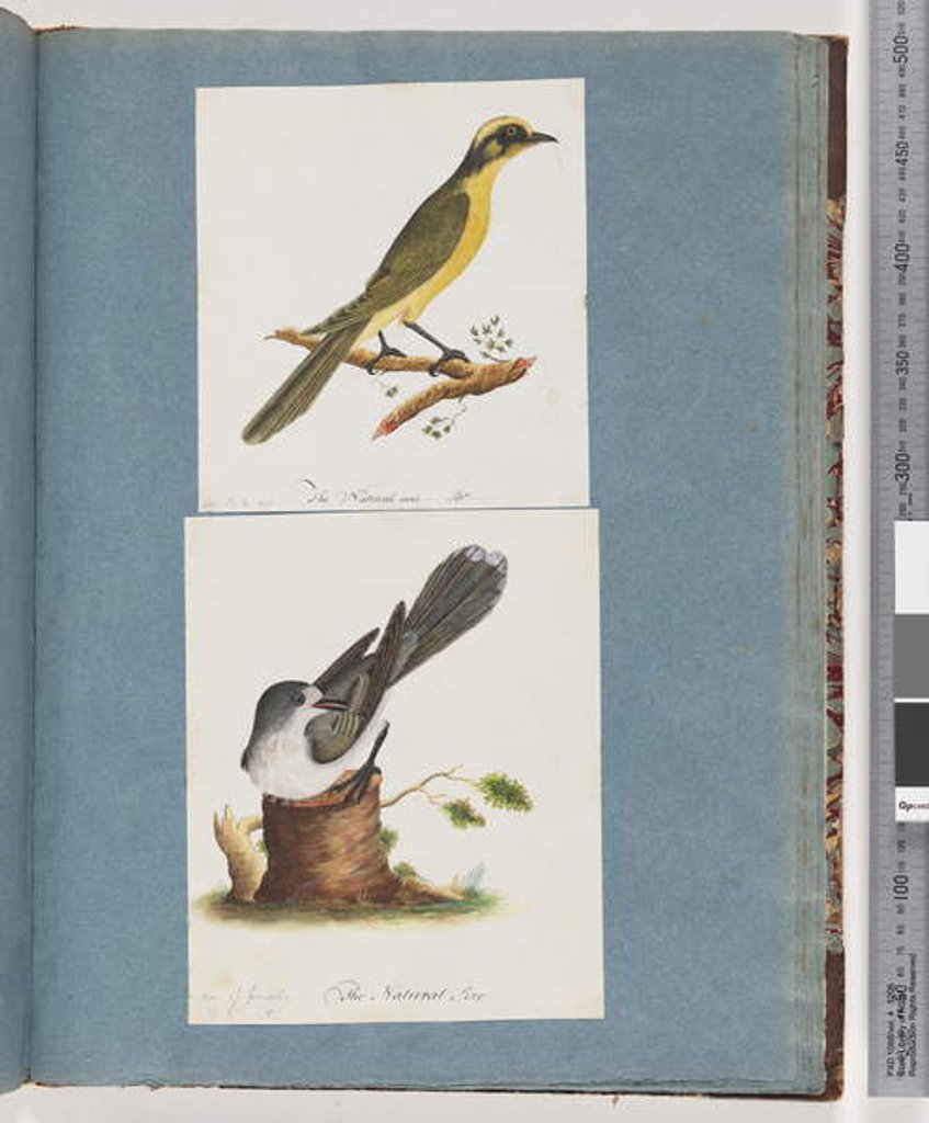 Detail of Page 101. Yellow-tufted Honeyeater. 102. Unidentified Bird by Unknown artist