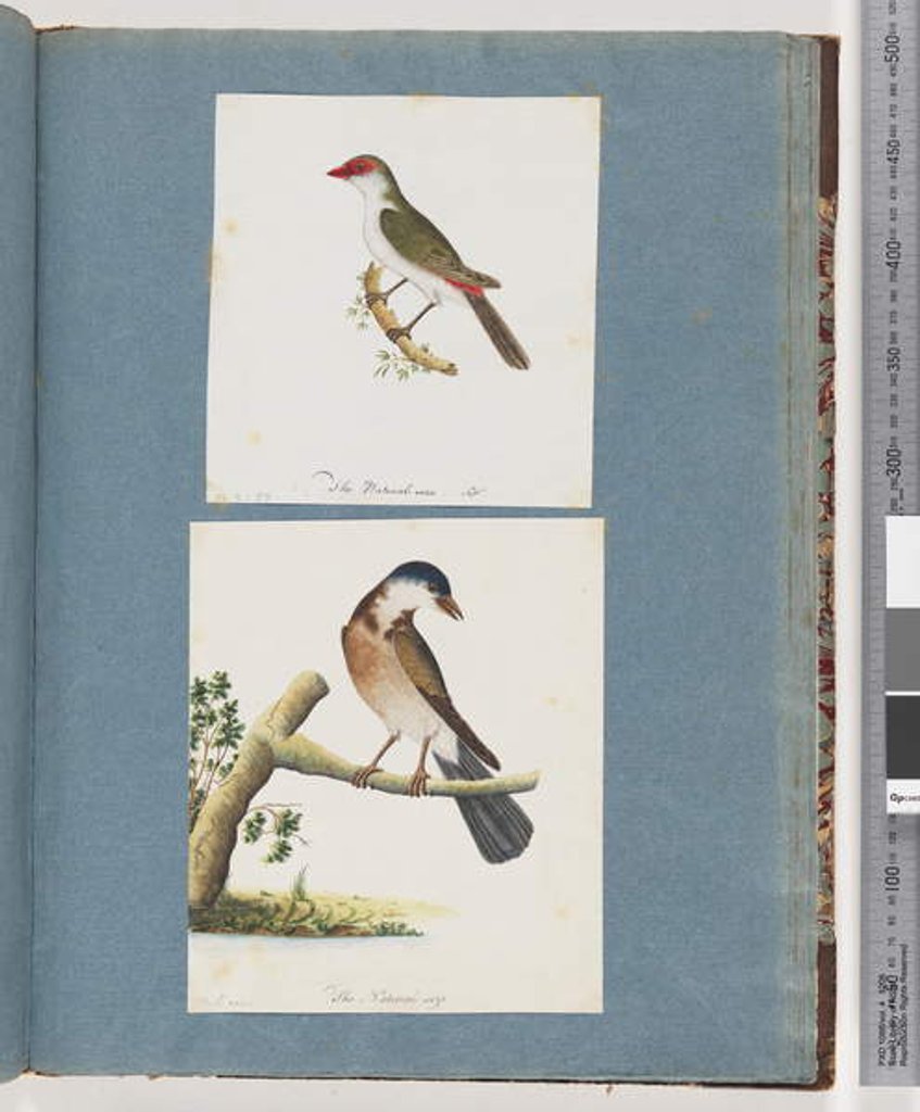 Detail of Page 105. Red-browed Finch. 106. Unidentified Bird by Unknown artist