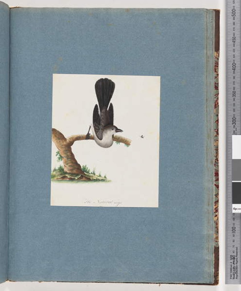Detail of Page 107. Unidentified Bird by Unknown artist
