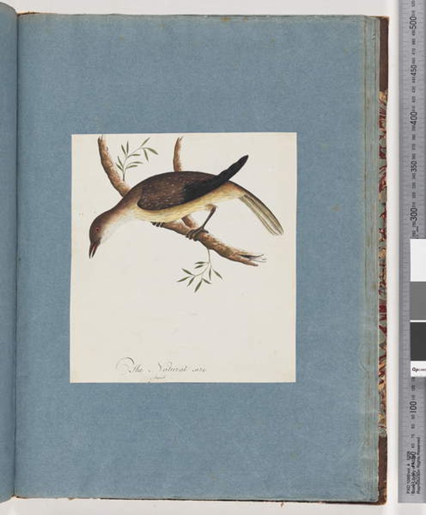 Detail of Page 108. Unidentified Bird by Unknown artist