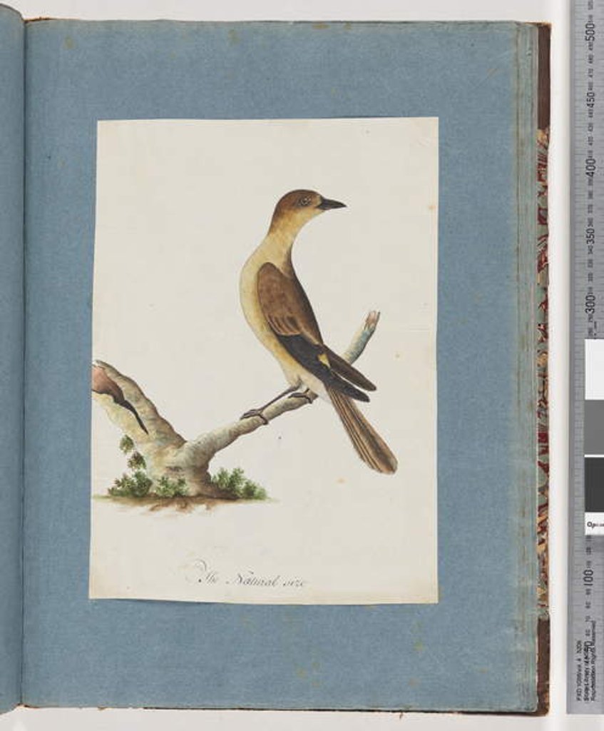 Detail of Page 109. Unidentified Bird by Unknown artist