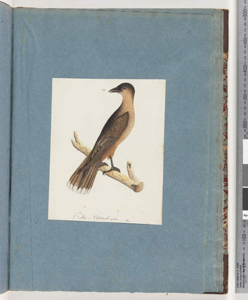 Detail of Page 110. Unidentified Bird by Unknown artist