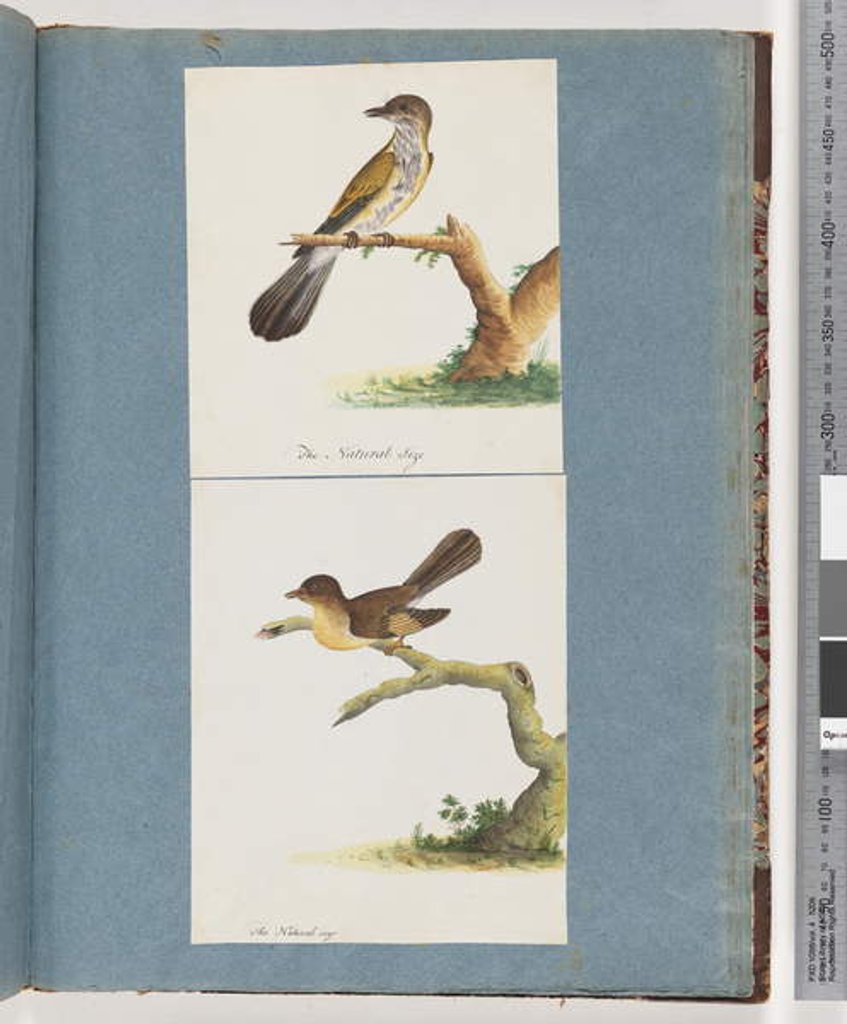 Detail of Page 111. Unidentified Bird. 112. Unidentified Bird. by Unknown artist