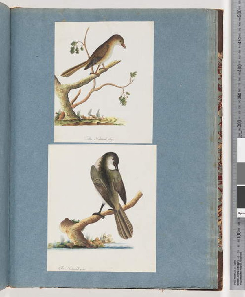 Detail of Page 113. Unidentified Bird. 114. Unidentified Bird by Unknown artist
