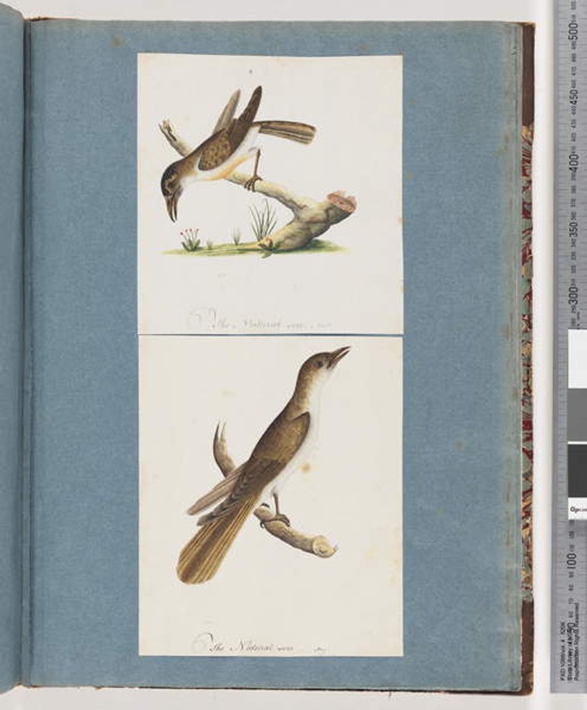 Detail of Page 117. Unidentified Bird. 118. Unidentified Bird by Unknown artist