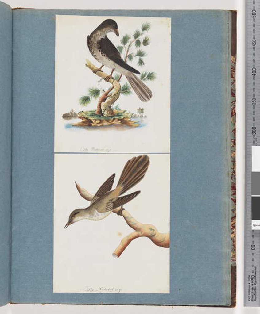 Detail of Page 119. Unidentified Bird. 120. Unidentified Bird by Unknown artist