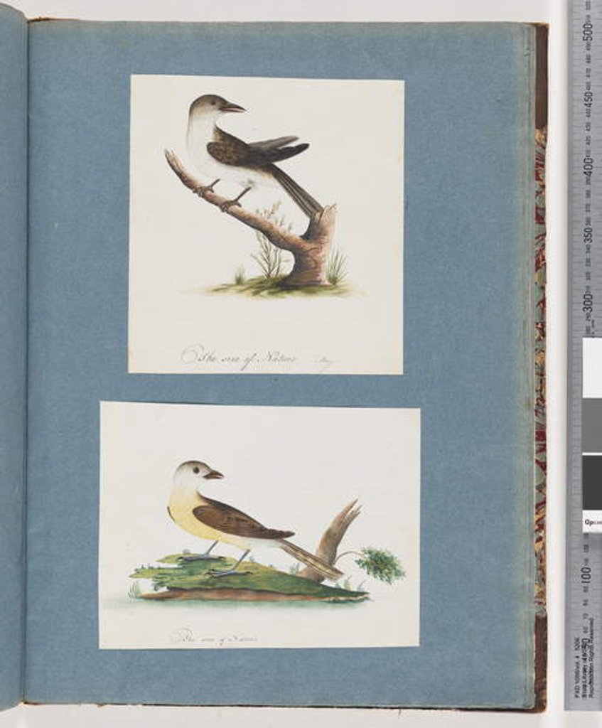 Detail of Page 121. Unidentified Bird. 122. Unidentified Bird by Unknown artist