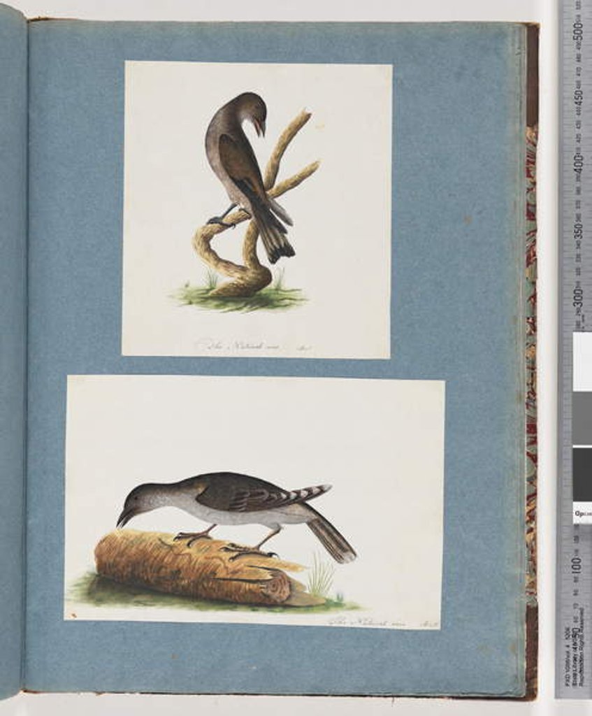 Detail of Page 123. Unidentified Bird. 124. Unidentified Bird by Unknown artist