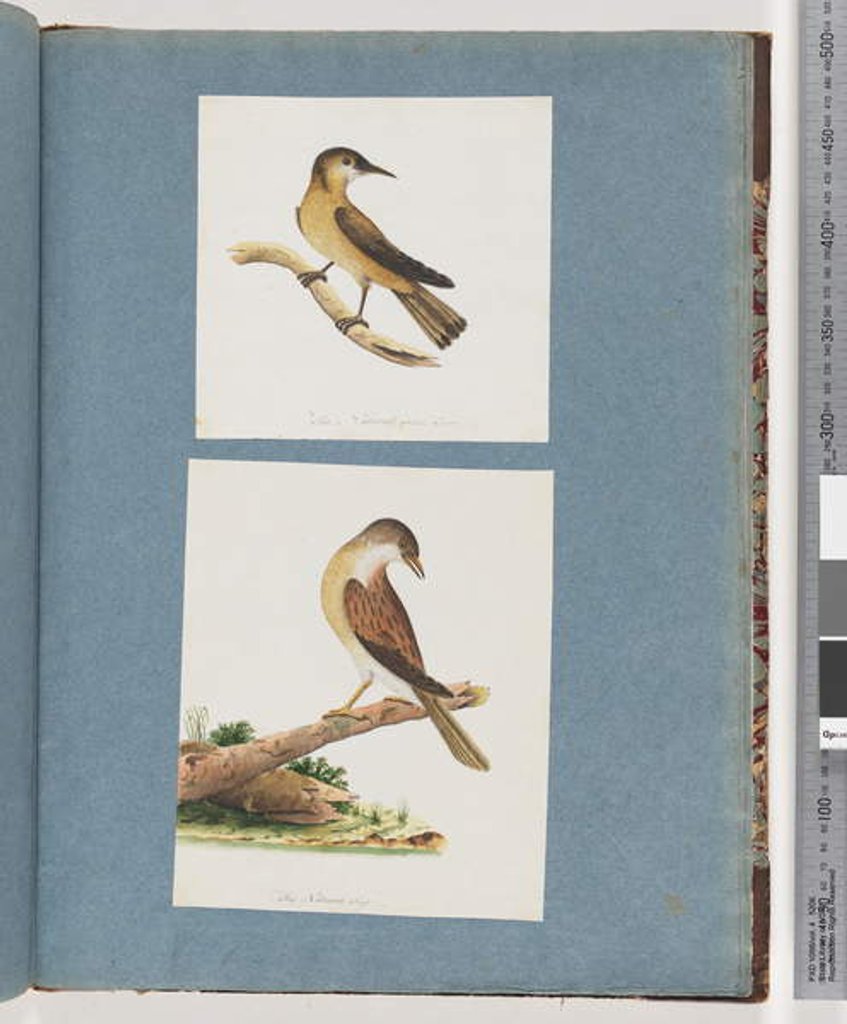 Detail of Page 125. Unidentified Bird. 126. Unidentified Bird by Unknown artist