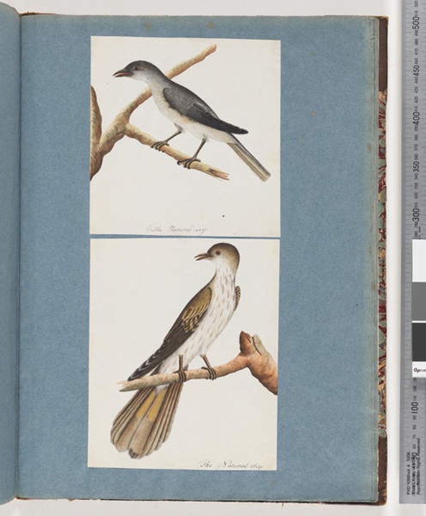 Detail of Page 127. Unidentified Bird. 128. Unidentified Bird by Unknown artist