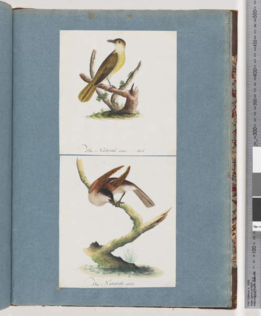 Detail of Page 129. Unidentified Bird. 130. Unidentified Bird by Unknown artist