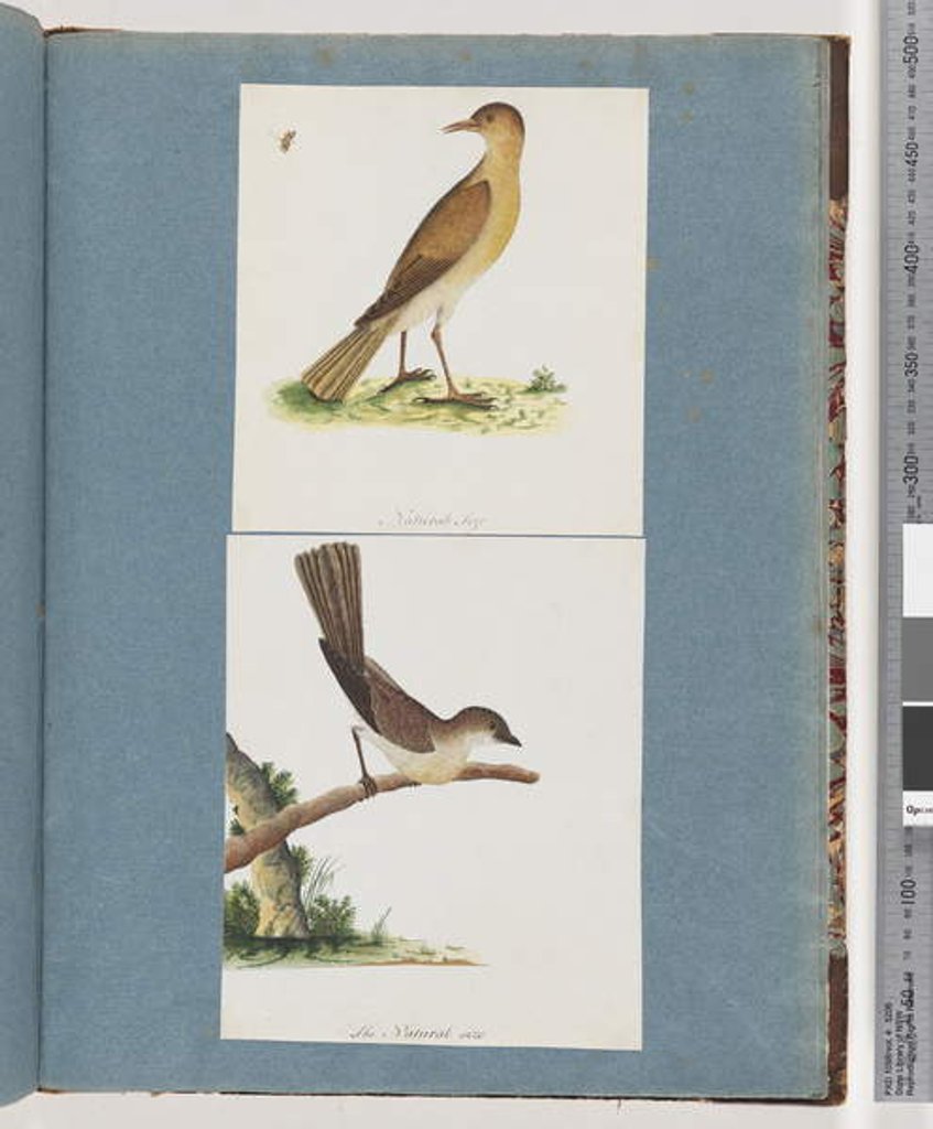 Detail of Page 131. Unidentified Bird. 132. Unidentified Bird by Unknown artist