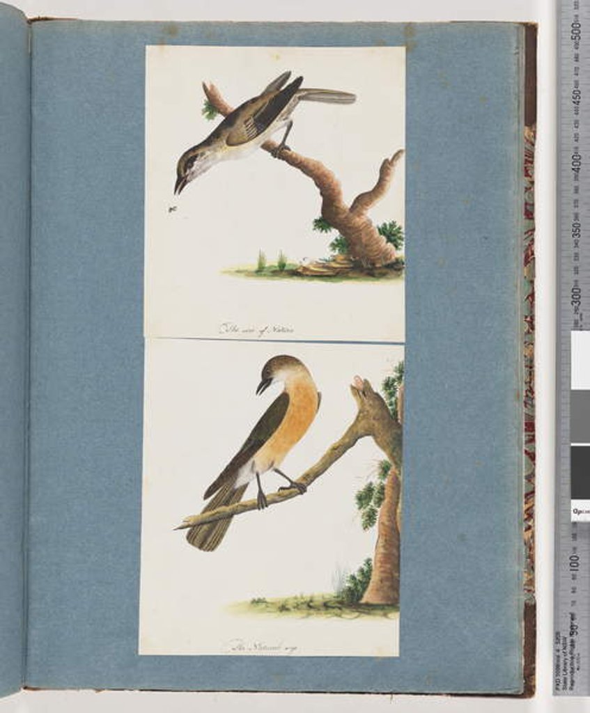Detail of Page 133. Unidentified Bird. 134. Unidentified Bird by Unknown artist