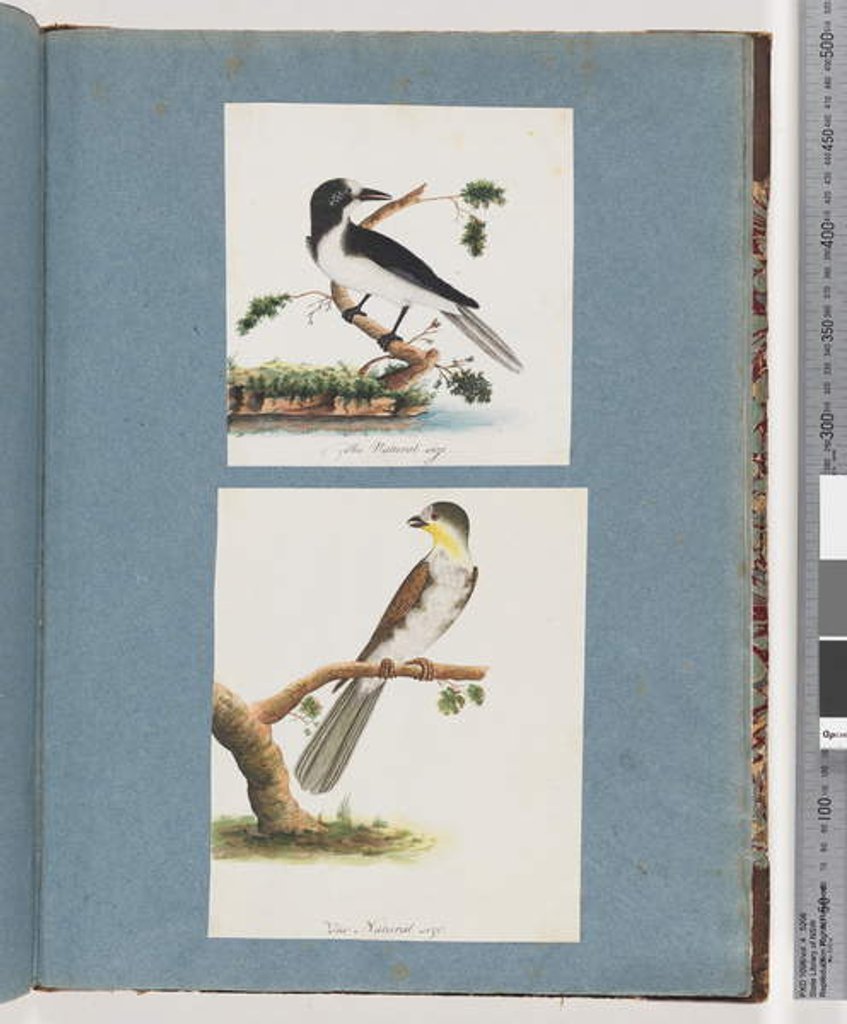 Detail of Page 135. Unidentified Bird. 136. Unidentified Bird by Unknown artist