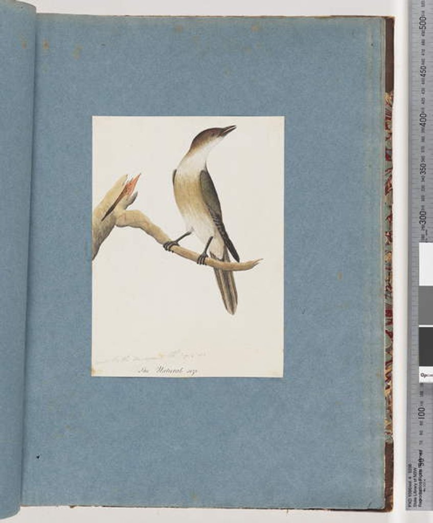 Detail of Page 137. Unidentified Bird, possibly the Harmonic Thrush by Unknown artist