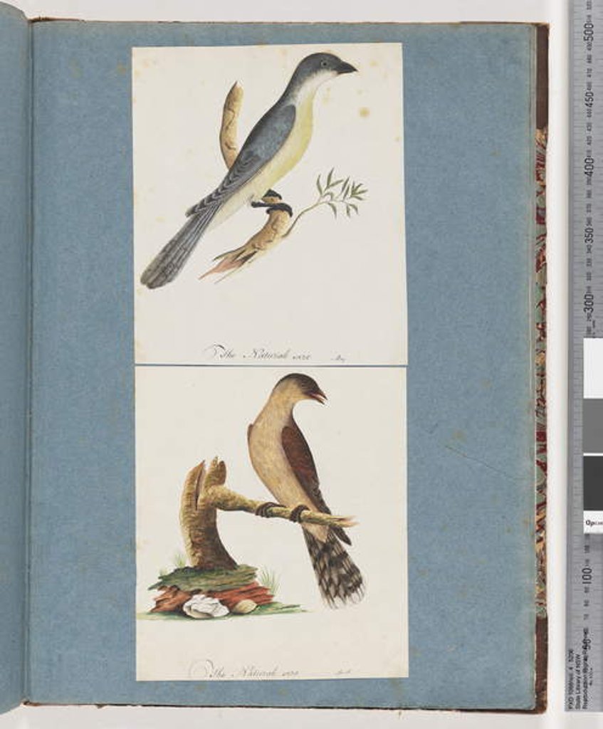 Detail of Page 138. Unidentified Bird. 139. Unidentified Bird by Unknown artist
