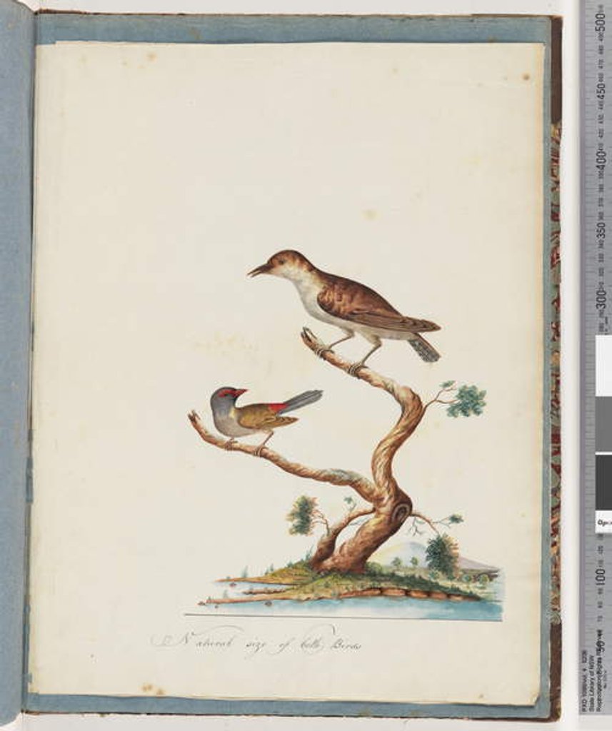Detail of Page 140. 1. Unidentified Bird. 2. Red-browed Finch by Unknown artist