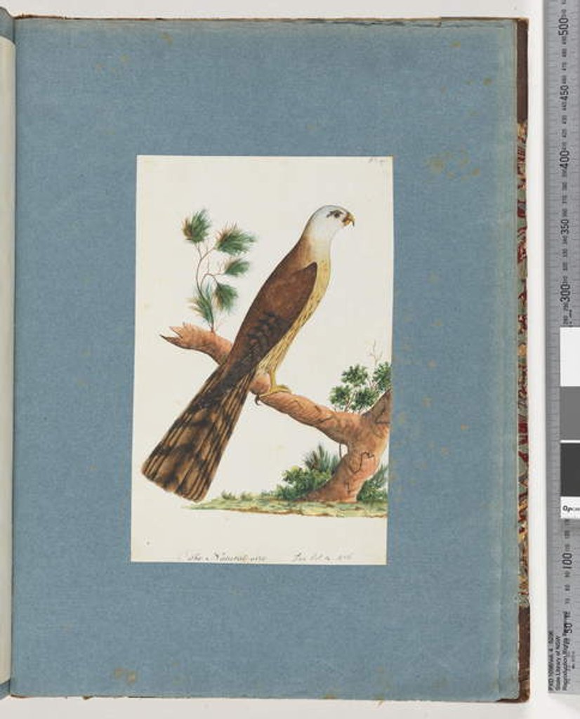 Detail of Page 141. Unidentified Bird by Unknown artist
