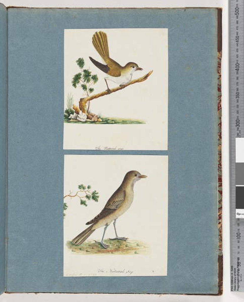 Detail of Page 142. Unidentified Bird. 143. Unidentified Bird by Unknown artist
