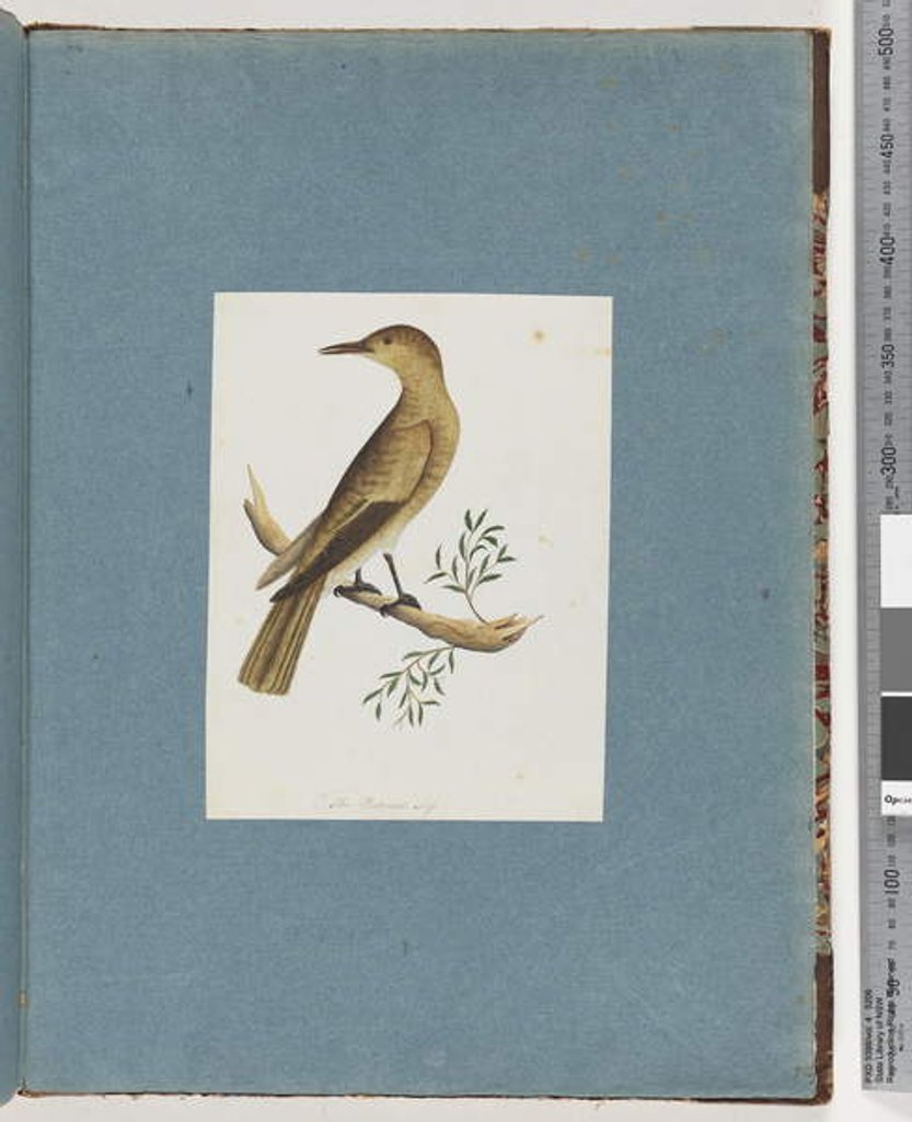 Detail of Page 144. Unidentified Bird by Unknown artist