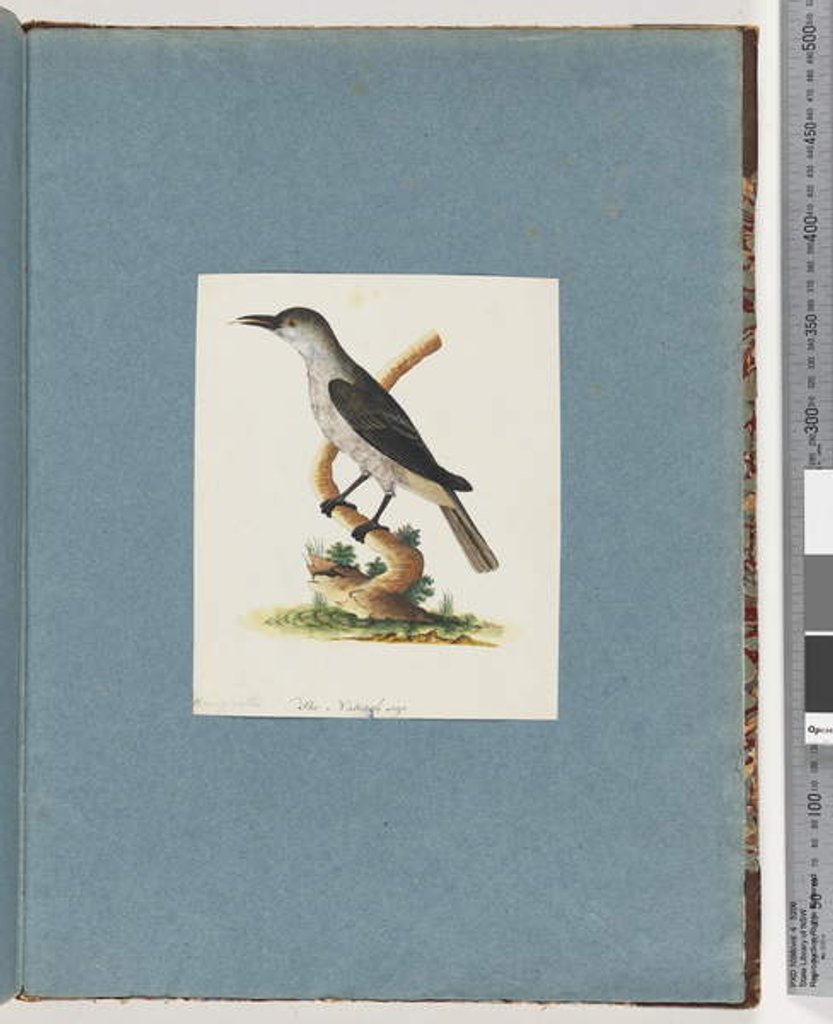 Detail of Page 146. Unidentified Bird. Honeyeater by Unknown artist