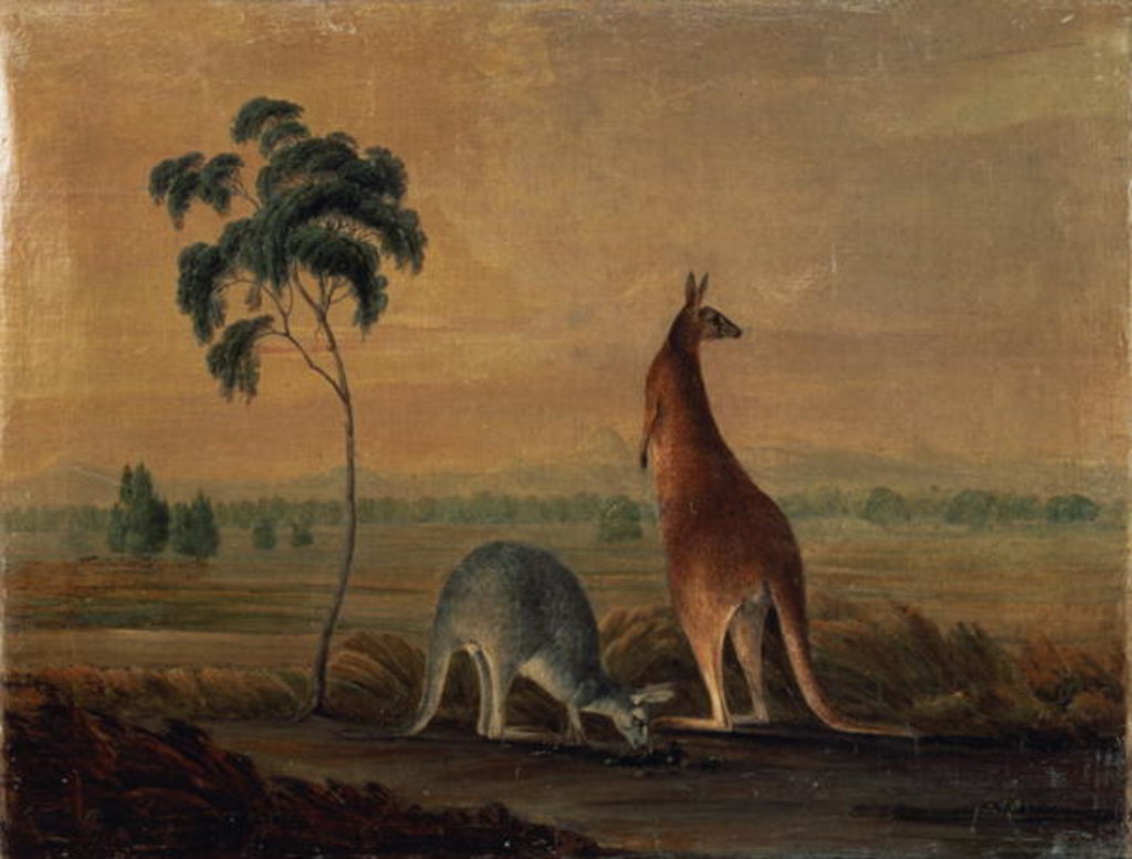 Detail of Kangaroos in a landscape, c.1819 by John William Lewin