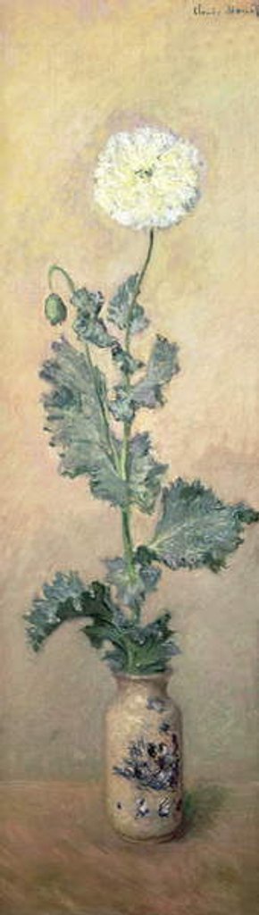 Detail of White Poppy, 1883 by Claude Monet