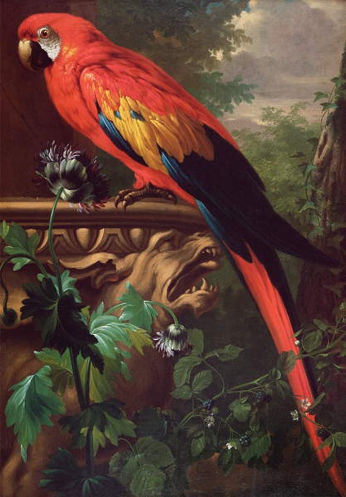 Detail of Scarlet Macaw in a Landscape by Jakob Bogdani or Bogdany