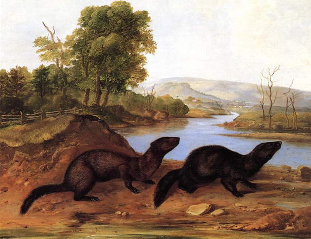 Detail of Minks, c.1848 by John Woodhouse Audubon