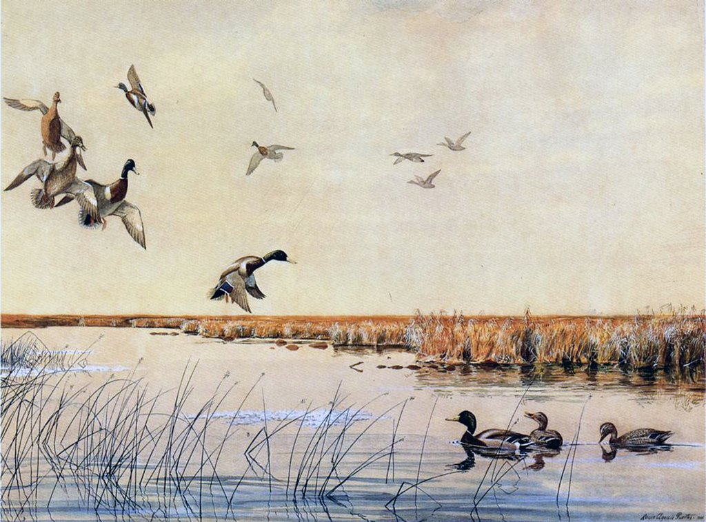 Detail of Ducks landing, 1919 by Louis Agassiz Fuertes
