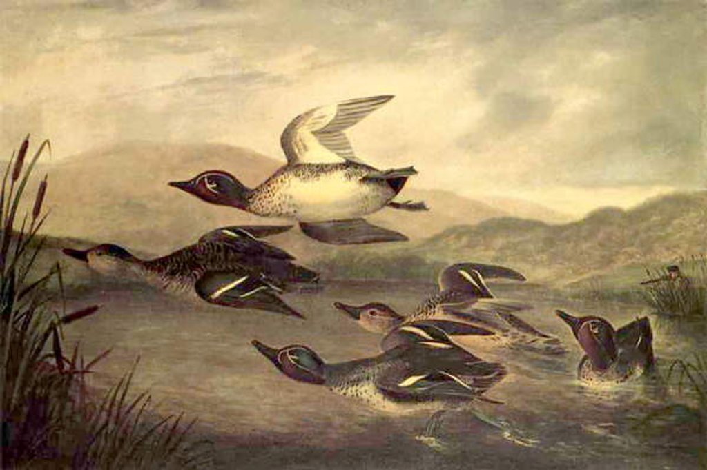 Detail of Wild Ducks Rising, 1840 by John Woodhouse Audubon