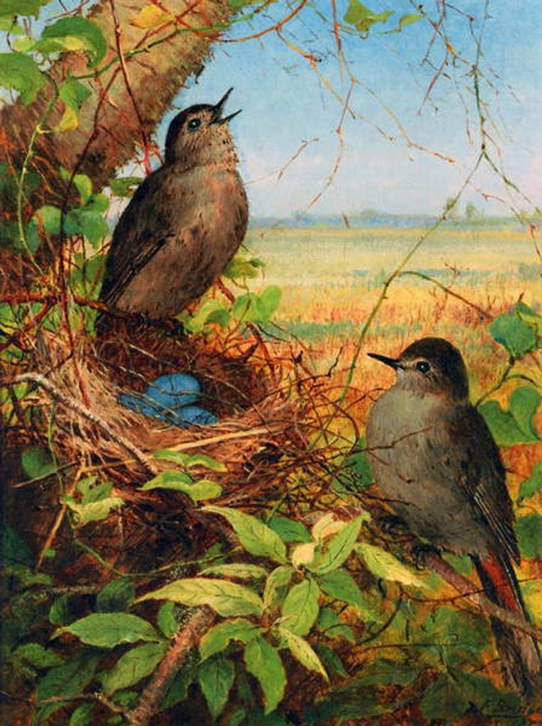 Detail of Thrushes by their nest by Fidelia Bridges