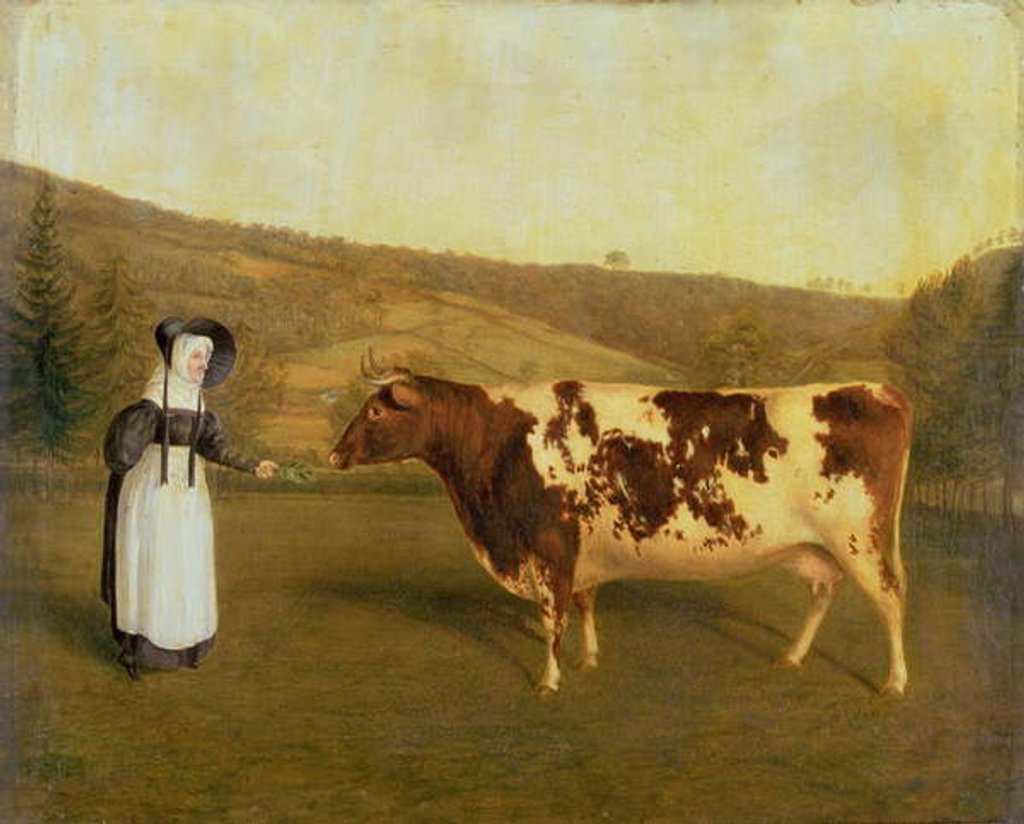 Detail of Shorthorn Cow, c.1840-50 by James Flewitt Mullock