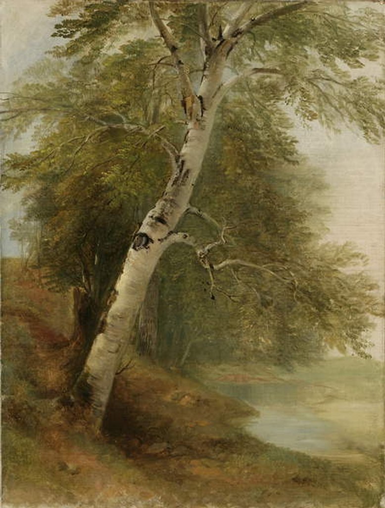 Detail of Nature Study: A Birch Tree, 1860 by Asher Brown Durand