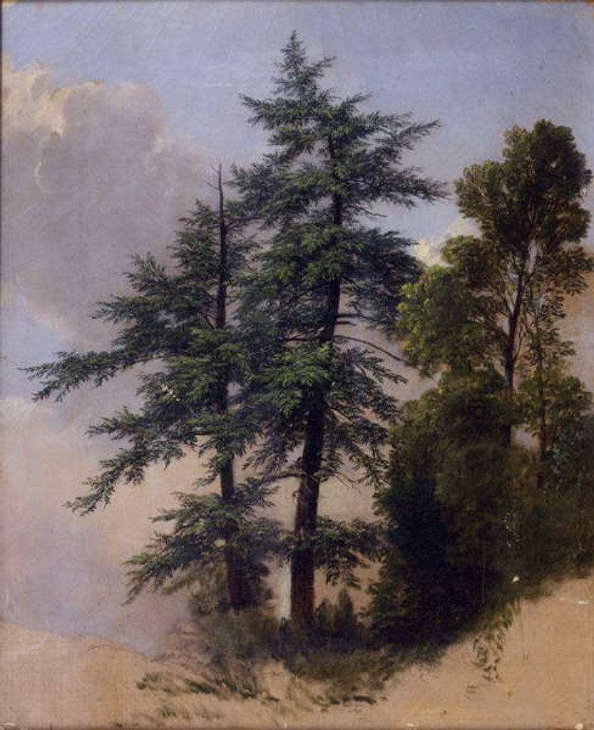 Detail of Tree Study, Newburgh, N.Y., 1849 by Asher Brown Durand