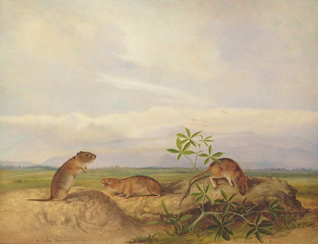 Detail of Townsend's Meadow Mouse, Meadow Vale and Swamp Rice Rat by John Woodhouse Audubon