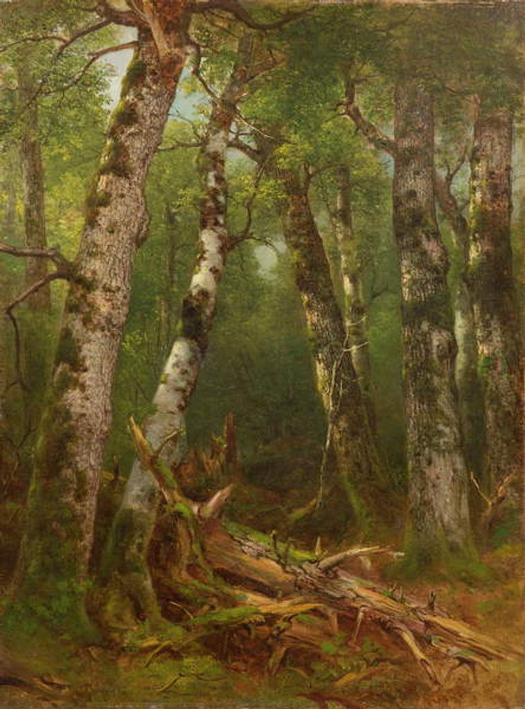 Detail of Group of Trees, 1855-77 by Asher Brown Durand