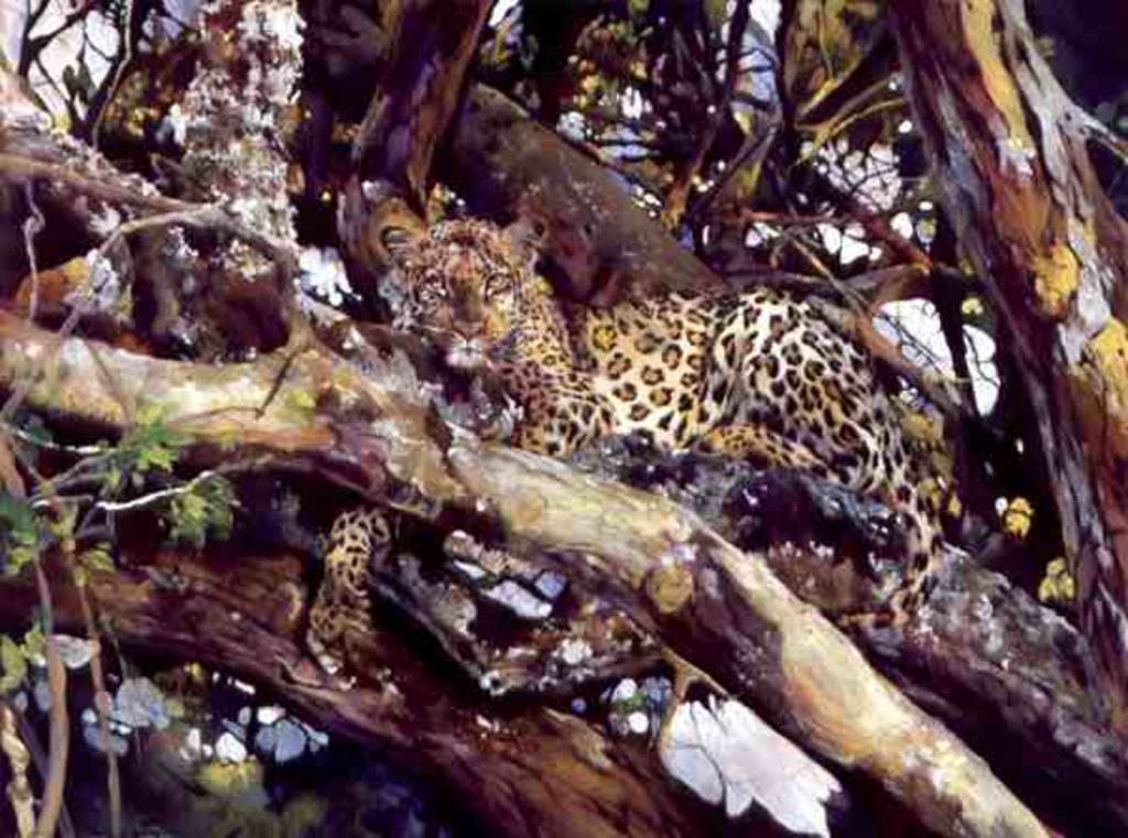 Detail of Kenyan Leopard, 1997 by Odile Kidd