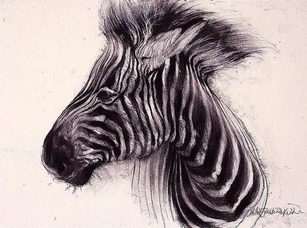 Detail of Baby Zebra, 2000 by Odile Kidd